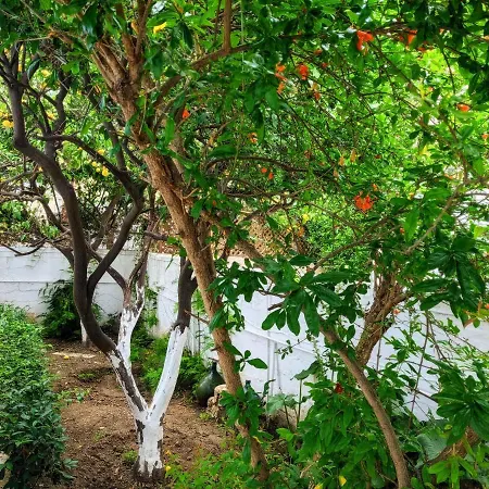 House With Garden In Of Rhodes 別荘 *