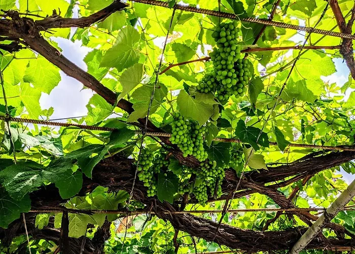House With Garden In Of Rhodes *